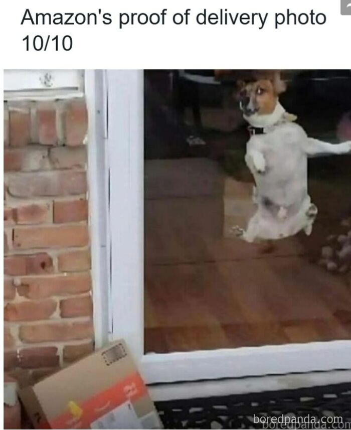 Small dog caught mid-jump by glass door with package outside, showing cute, funny, and mischievous dog memes.