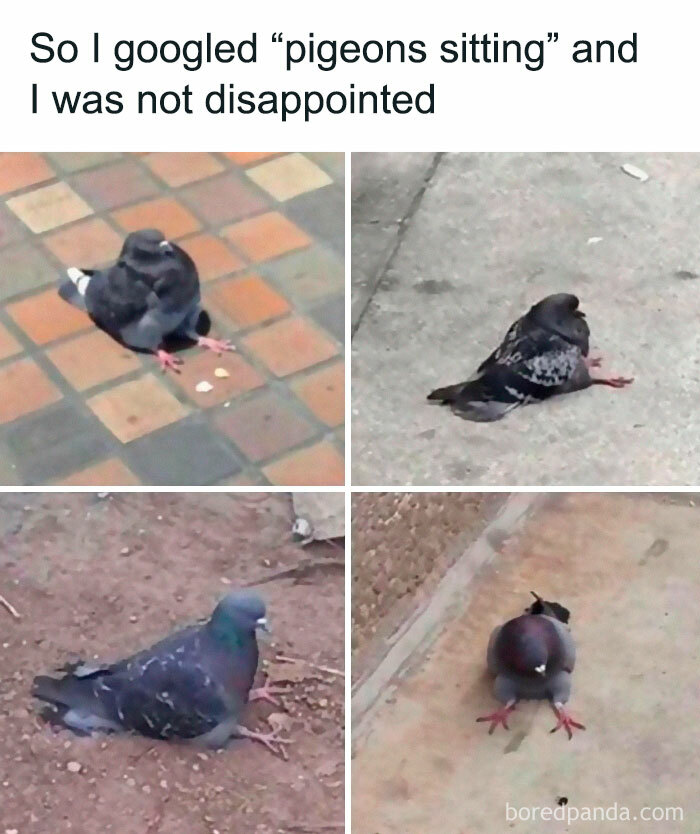 Collection of hilariously relatable memes featuring pigeons sitting in unusual positions, showing humor and life struggles.