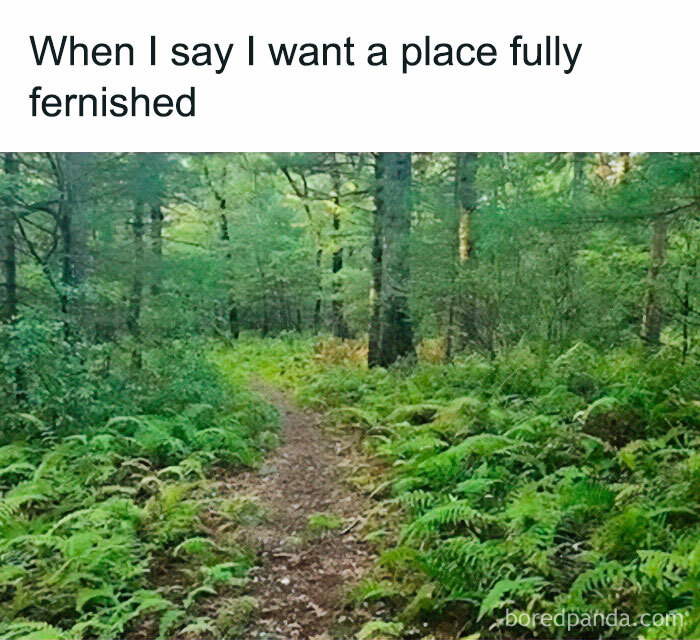 A lush forest path surrounded by ferns, illustrating a meme about fully furnished places for crazy plant parents.