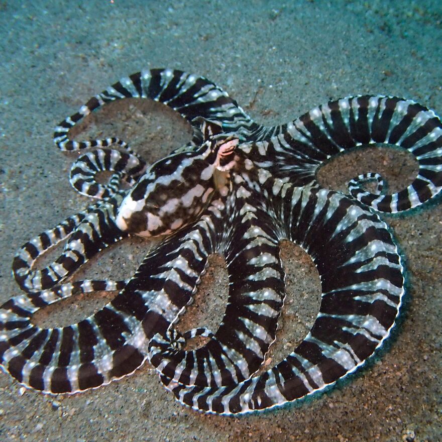 A striking black and white striped mimic octopus on the ocean floor, showcasing a unique animal reaction to danger.