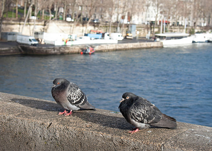 Dois pombos sentam-se numa saliência de pedra à beira de um rio, ilustrando o estudo recente sobre aves e preferência de género.