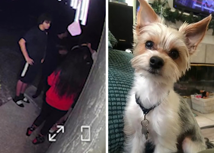 Security footage of people outside, next to a cute dog on a couch. This image relates to dangerous TikTok challenges.