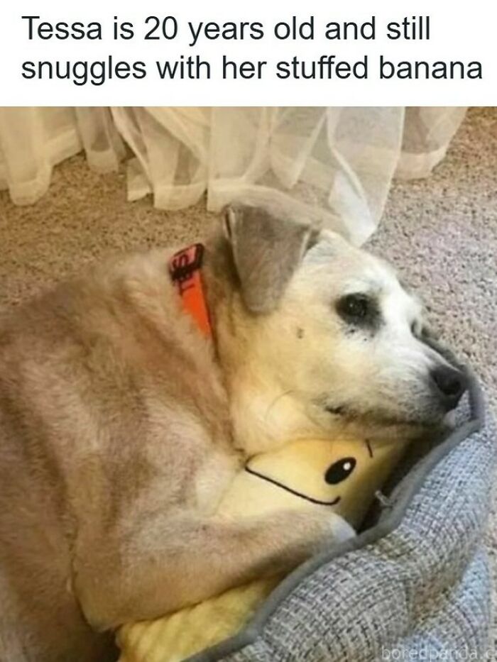 Older dog cuddling a stuffed toy banana, showcasing the cute and funny side of mischievous dogs in a cozy setting.