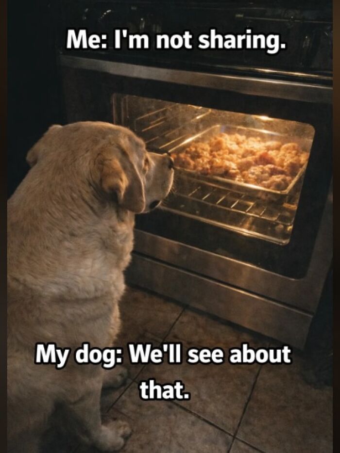 Dog staring at oven with food inside, showcasing cute and mischievous behavior in a funny meme.