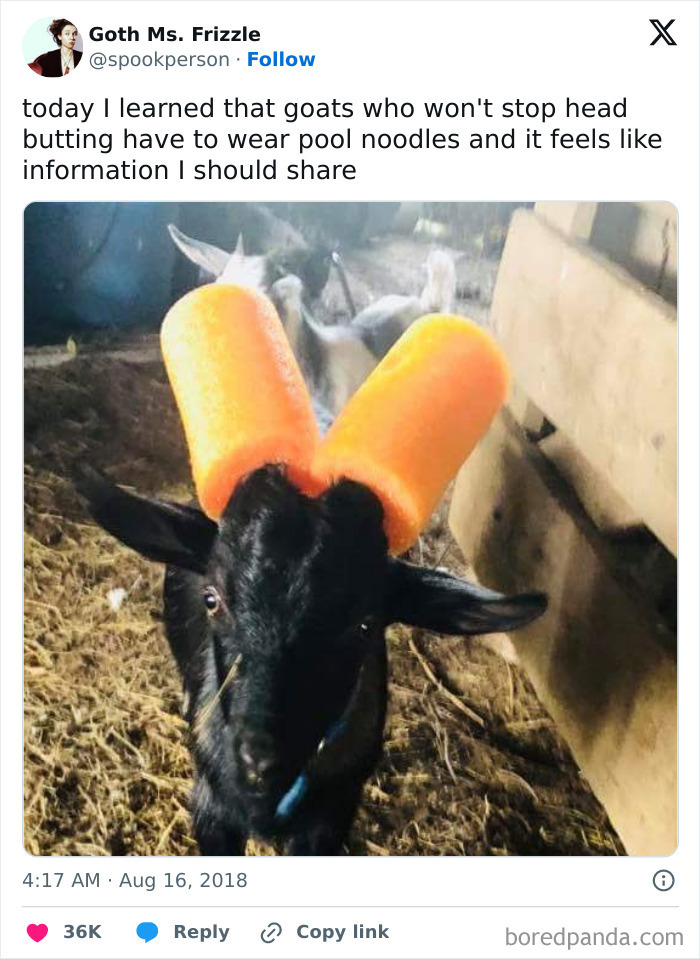 A black goat with orange pool noodles on its horns in a barn. Life on a farm is full of surprises.