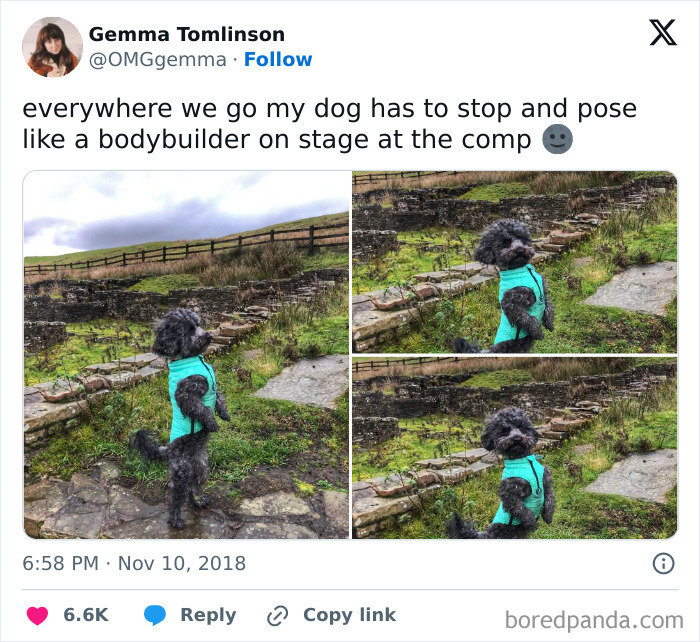 Funny pets: a small black dog in a teal jacket poses like a bodybuilder in three outdoor shots with stone ruins.