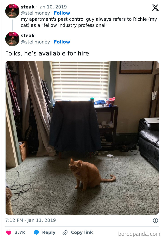 Orange cat sitting on carpet in home office setting, highlighting humor about cats having jobs in capitalism.