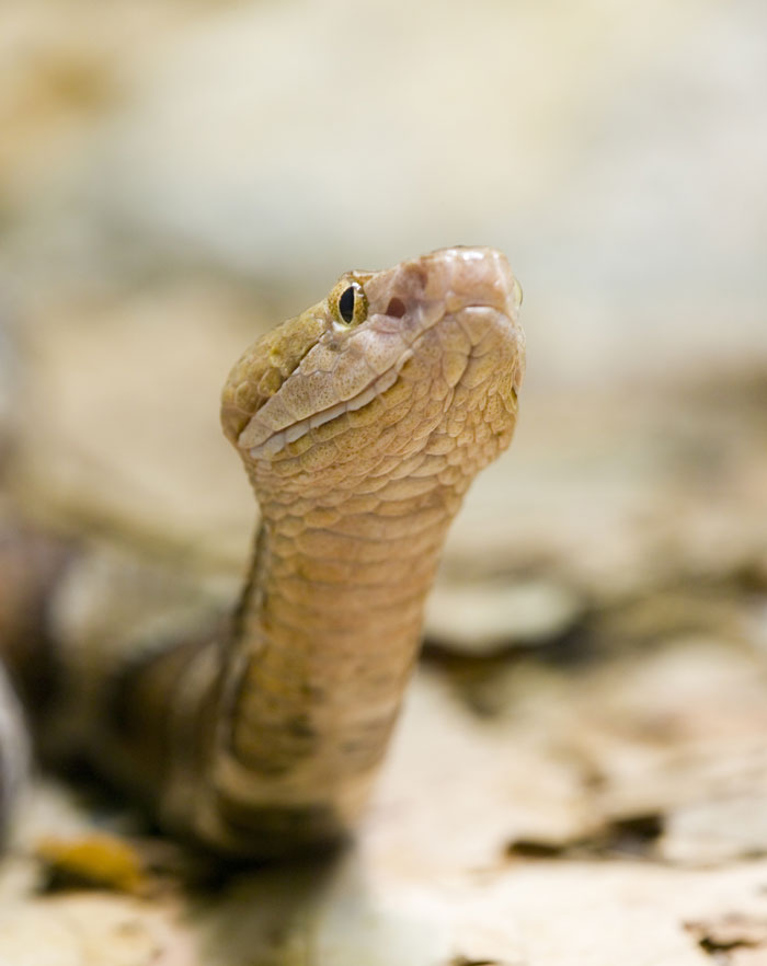 Close-up of a snake with textured scales and focused eyes, symbolizing wild ways women make men feel uncomfortable.