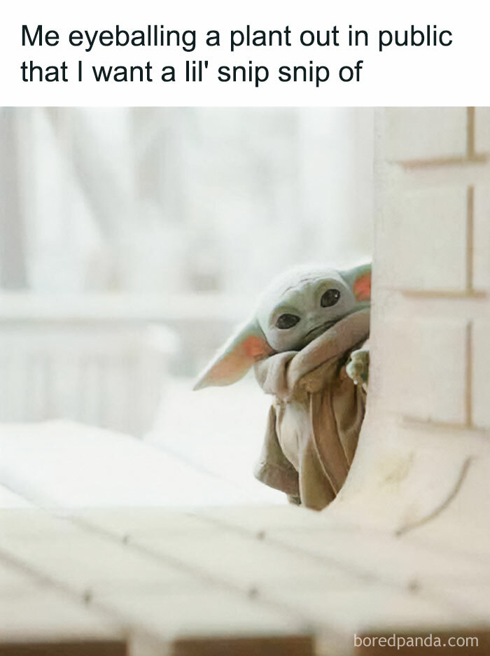 A funny meme featuring Grogu (Baby Yoda) peeking from behind a wall, a crazy plant parent meme.