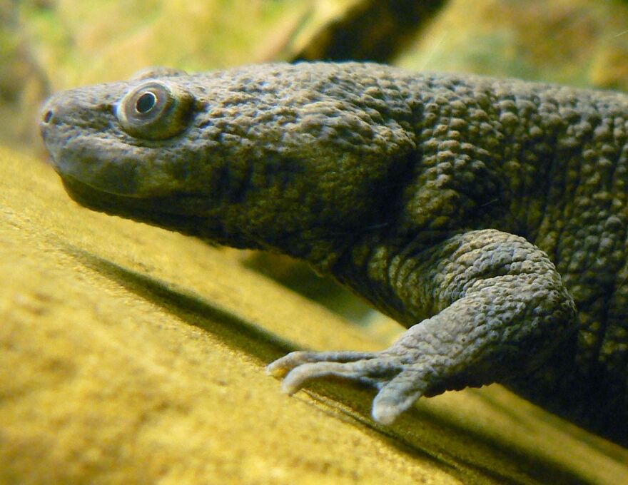 Close-up of a newt, its textured skin and eye visible, one of many animals terrified by danger.