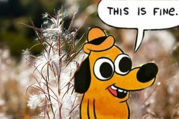 A This Is Fine meme dog smiles with fluffy white plants in the background, a relatable meme for Alaska life.