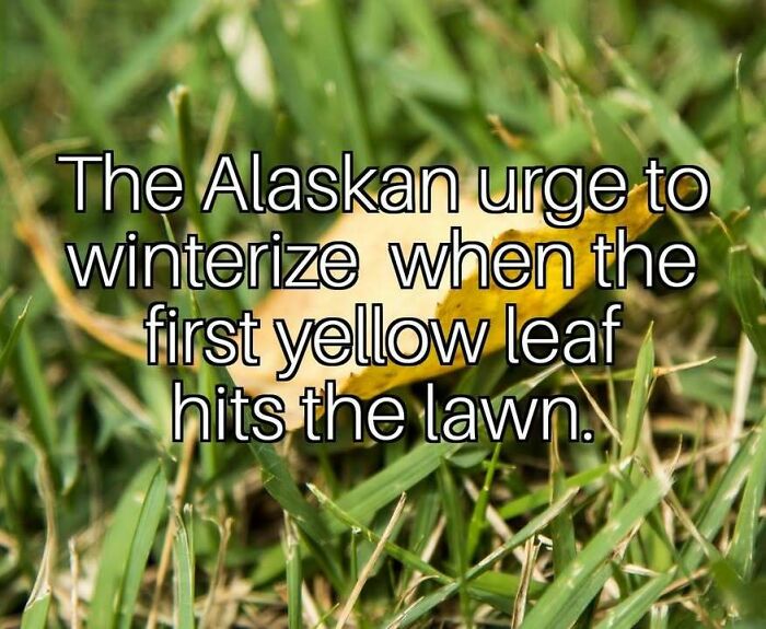 A humorous meme about living in Alaska, showing a yellow leaf on green grass with text about the urge to winterize.