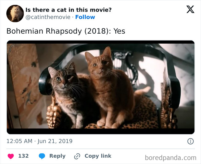Two cats from Bohemian Rhapsody, a tabby and a ginger cat, highlighting cats in cinema.