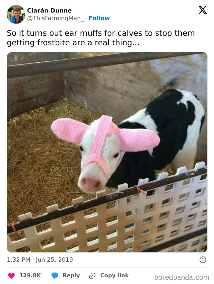 A black and white calf wearing pink knitted ear muffs, standing on hay in a pen. A funny farm life image.