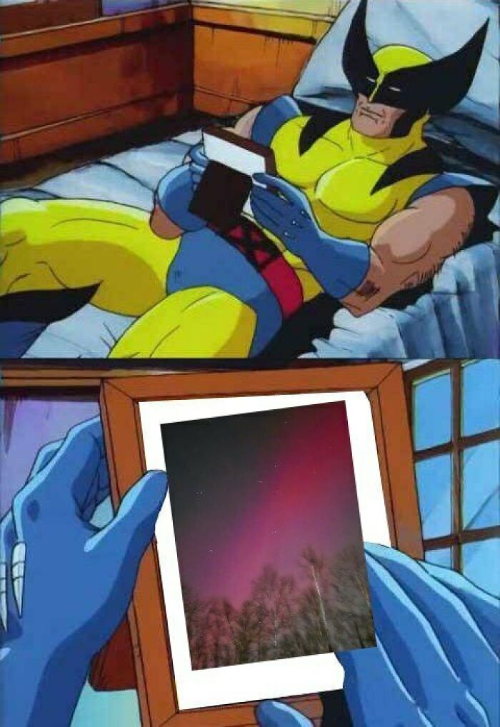 Wolverine looking at a photo of the northern lights above trees, a relatable meme for living in Alaska.