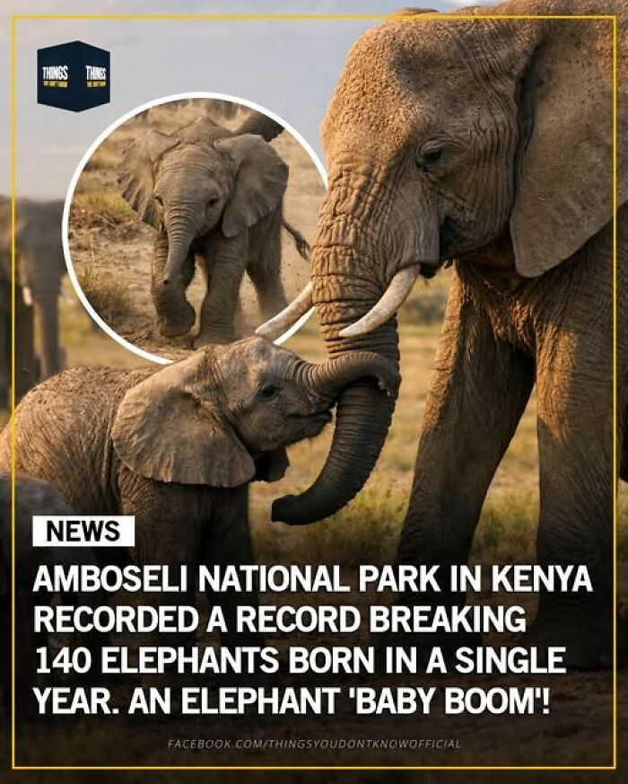 Baby elephants at Amboseli National Park symbolizing great and weird things happening in our world.