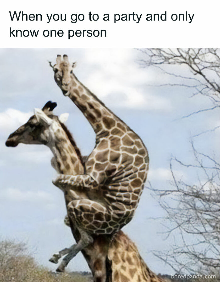 Funny and relatable meme of a giraffe riding on another's back with text "When you go to a party and only know one person."