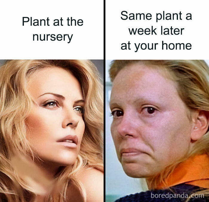 A meme contrasting Charlize Theron looking glamorous (nursery plant) and dishevelled (home plant), relatable for crazy plant parents.