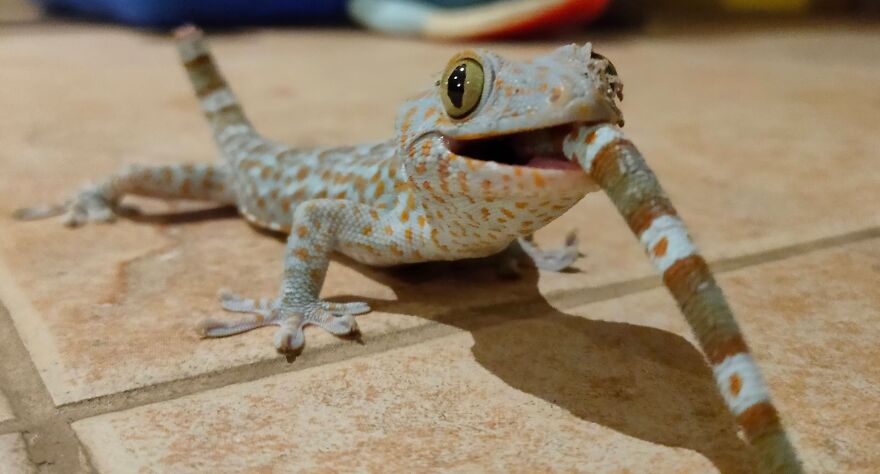 A gecko with large eyes eating its own tail, an unusual animal reaction to danger.