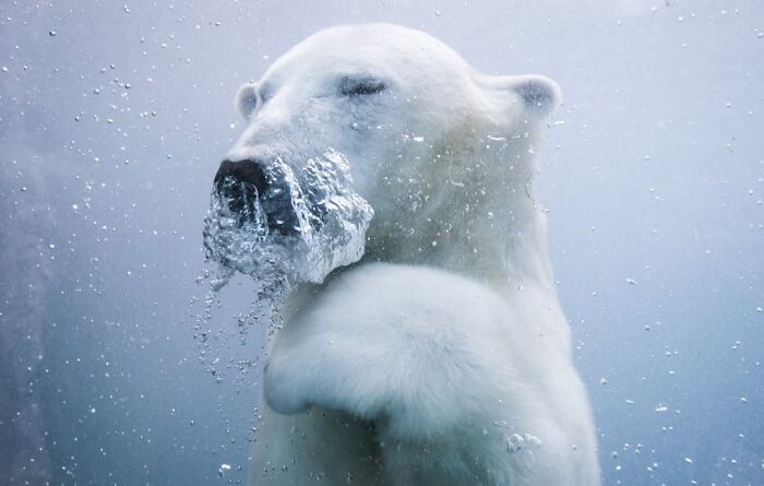 “Polar Bear” By Mathieu Belanger