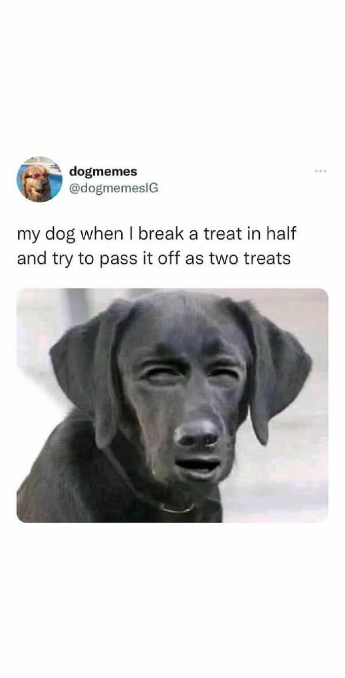 Funny tweet about a dog reacting suspiciously when its owner breaks a treat in half on social media for laughs.
