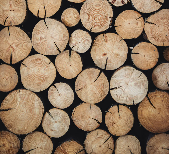 Close-up view of stacked tree trunk cross-sections, showcasing growth rings and cracks, illustrating facts about the world.