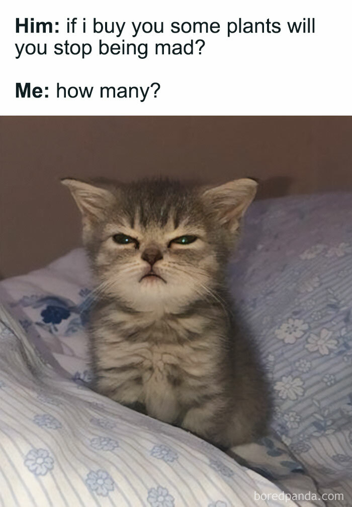 A grumpy kitten meme asks "how many plants" will resolve an argument, perfect for a crazy plant parent.