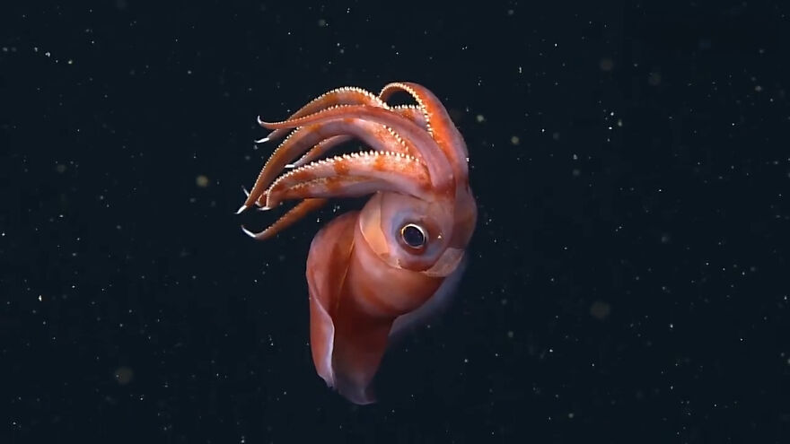 A brown squid with tentacles curled, floating in dark water with small specks. This animal's reaction to danger is amazing.