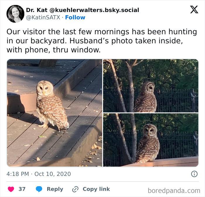 Owl visiting a backyard captured in multiple shots through a window, showcasing a wild and wholesome animal encounter.