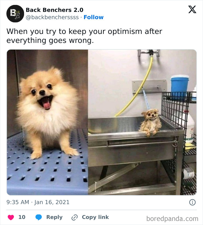 Smiling fluffy dog and small drenched dog in a metal tub showing cute, funny, and mischievous dog moments.