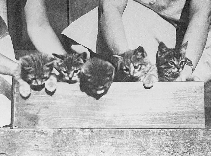 These Charming Vintage Cat Photos Are Taking Over Instagram—and People Can’t Get Enough (30 Pics)