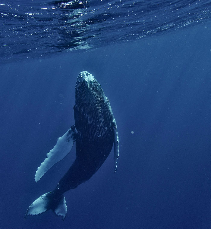 A majestic humpback whale swimming gracefully in deep blue ocean waters, representing amazing facts about the world.
