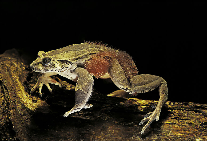 A hairy frog with reddish bristles on its sides, perched on a log against a black background. This animal's reaction to danger is terrifying.