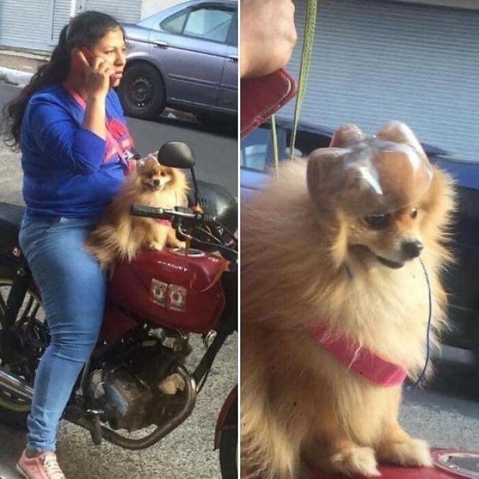 These Heartwarming Animal Photos Show The Beautiful Bond Between Animals And Humans (31 New Pics)