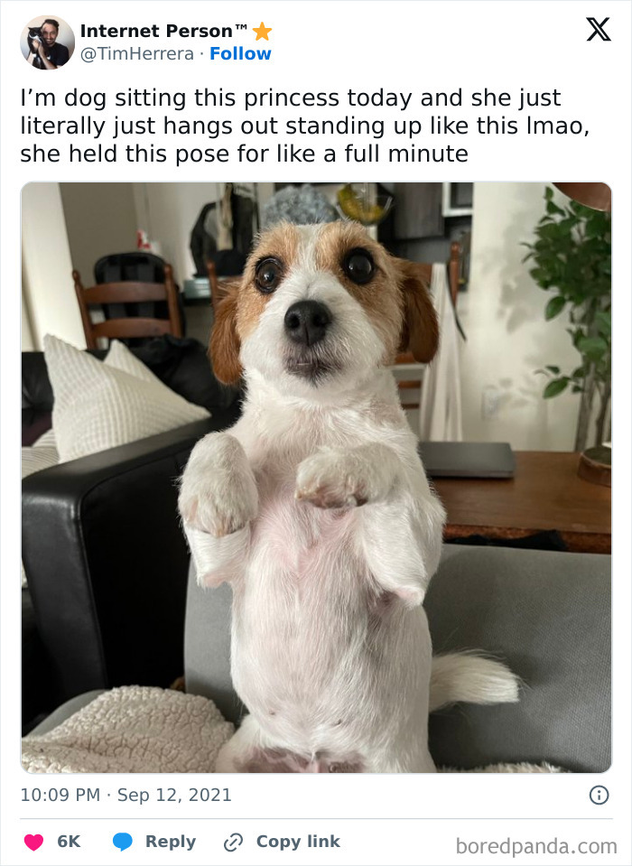 Funny pets: A white and brown terrier mix standing on its hind legs, looking directly at the camera.