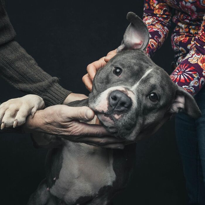 “Gotcha Day!” Captures Heartwarming Studio Portraits Of Rescue Dogs And Their Forever Humans (40 Pics) Interview