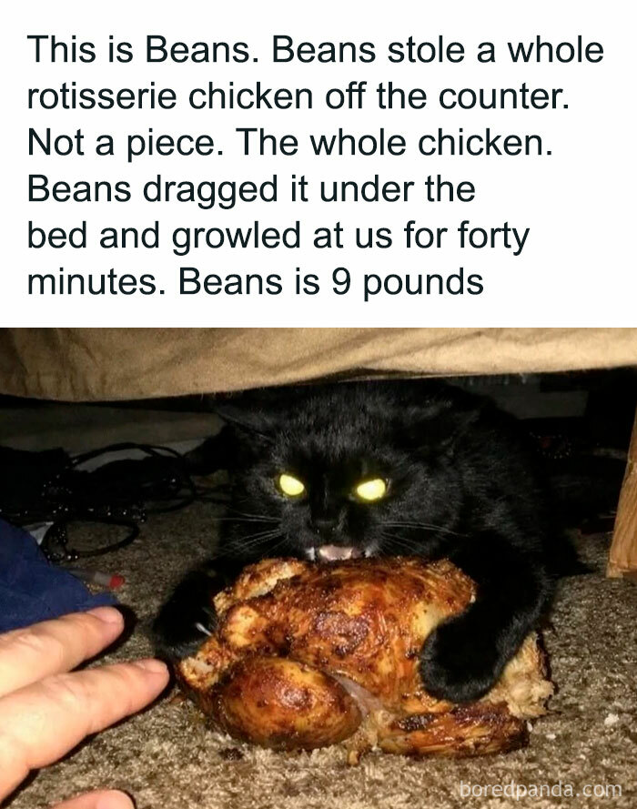 Black cat named Beans stealing a whole rotisserie chicken, showing relatable humor from people who gave up on life but not humor memes.