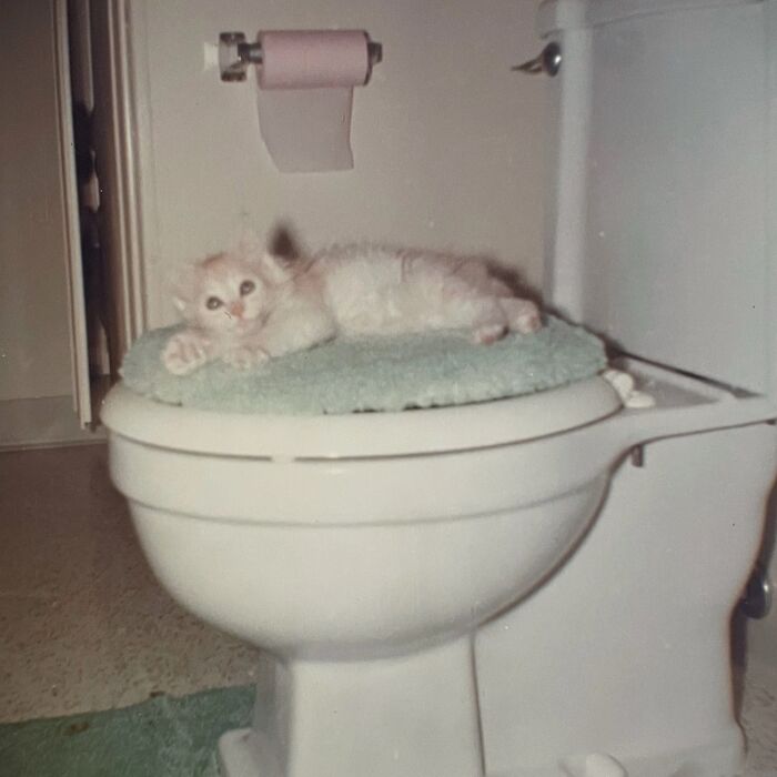 These Charming Vintage Cat Photos Are Taking Over Instagram—and People Can’t Get Enough (30 Pics)