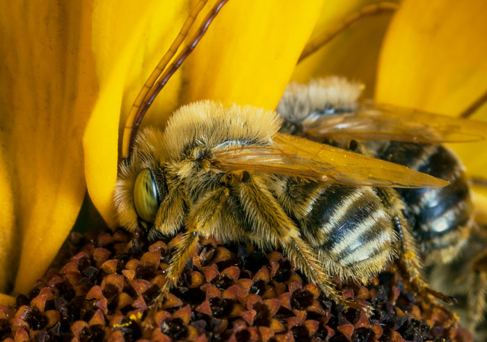 A close-up of a fuzzy bee with striped abdomen resting on a sunflower, part of World Facts.