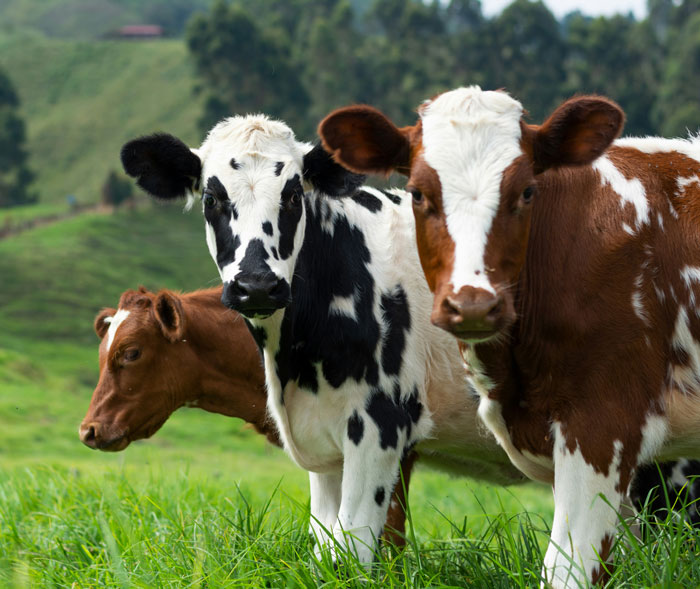 Three cows in a green field, two looking directly at the camera, showing a moment someone might see how dumb someone is.