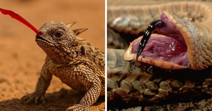 Scared Animals: 15 Creatures With The Most Extreme Fear Responses