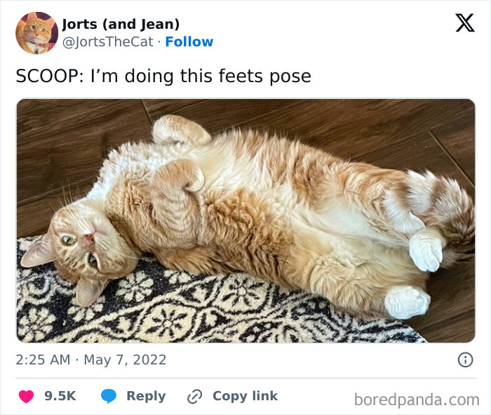 Funny pets: an orange cat, Jorts, lying on its back with paws curled up on a patterned rug.
