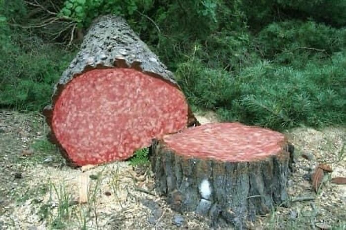 Tree trunk and stump in a forest with unusual texture resembling ground meat, creating a confusing and unhinged visual effect.
