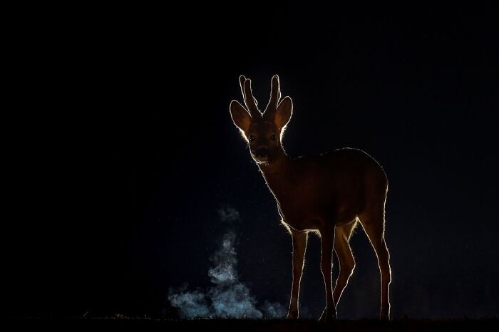 “Bambi” By Geza Attila Szabo