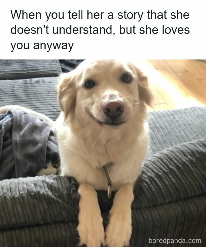 Smiling dog on couch showing cute and funny expression, perfectly capturing mischievous dog charm in a cozy home setting.