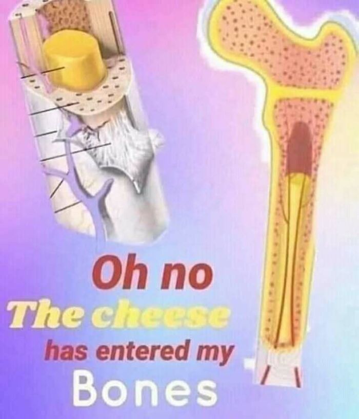 Diagram of a bone humorously labeled with cheese inside, illustrating one of the confusing and unhinged images.
