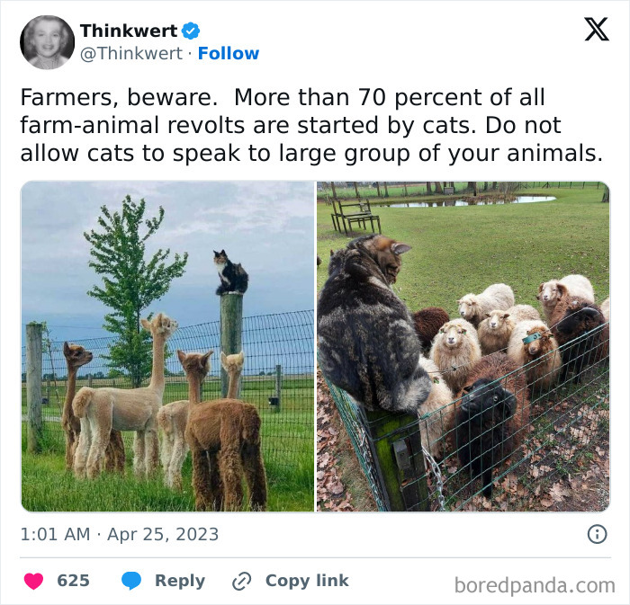 Funny farm animals: a cat addresses a group of alpacas, and another cat sits on a fence observing sheep.