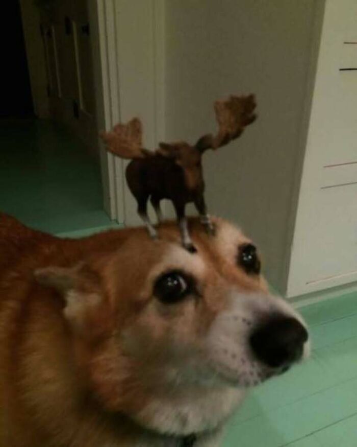 Blurry image of a dog with a tiny moose figure standing on its head in one of the confusing and unhinged images.