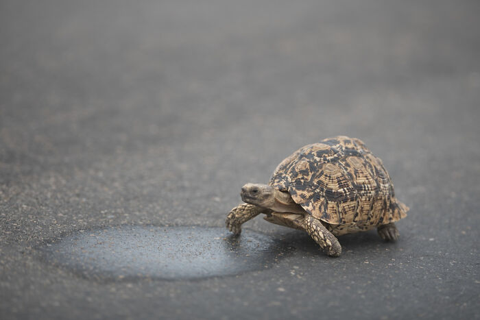 A turtle slowly crossing wet asphalt, symbolizing patience and resilience in stories of good person betrayal.