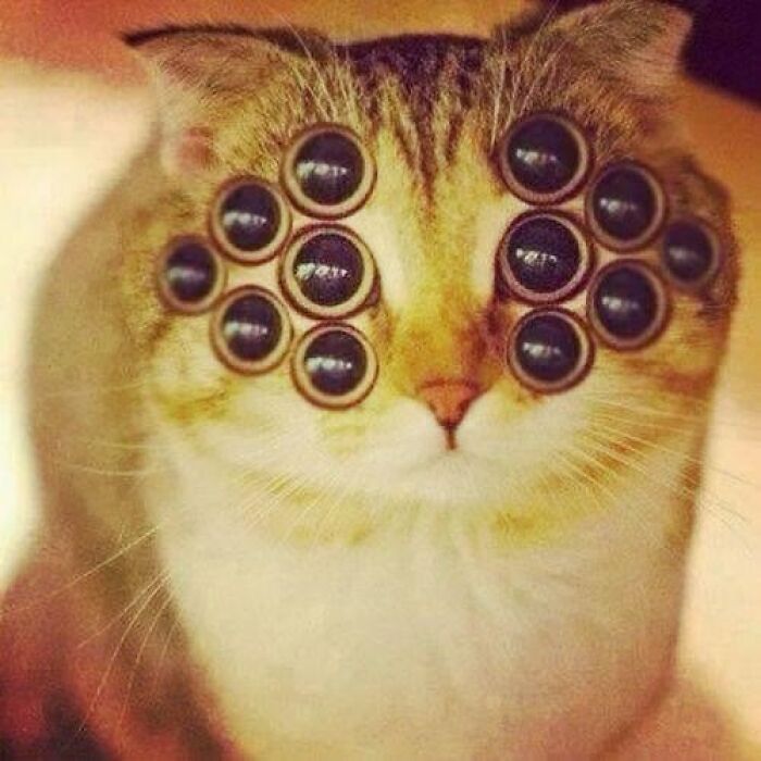 Cat with multiple edited eyes creating a confusing and unhinged image that looks stranger the longer you view it.